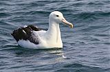 Northern Royal Albatrossborder=